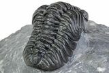 Phacopid (Adrisiops) Trilobite - Jbel Oudriss, Morocco #312816-4